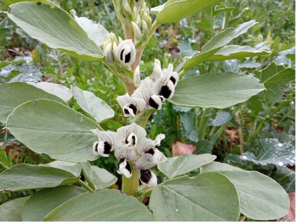 De tuinboon – Vicia faba
