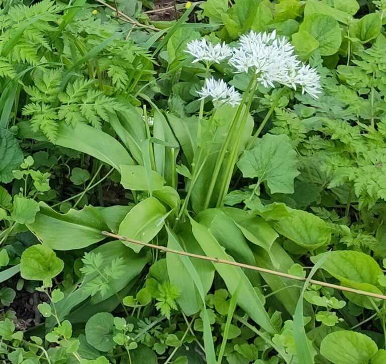 Knoflook – Allium sativum