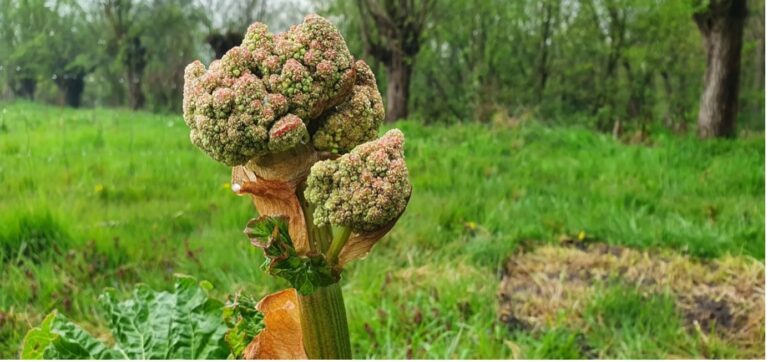 Rabarber – Rheum rhabarbarum