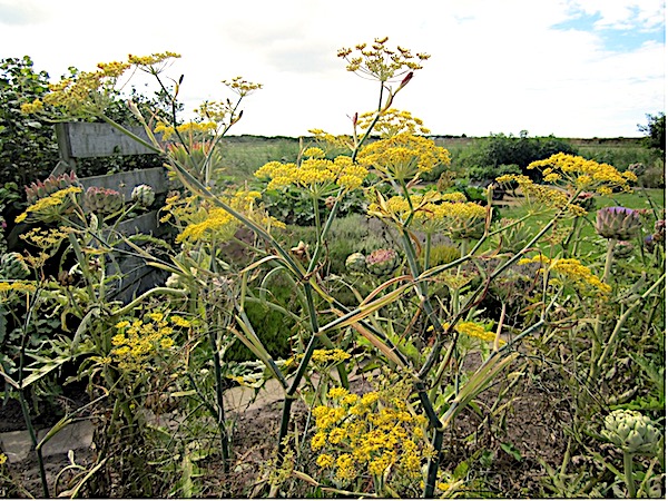 Venkel – Foeniculum vulgare
