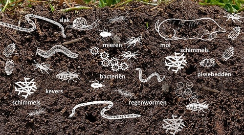 Winterklussen in de voedseltuin