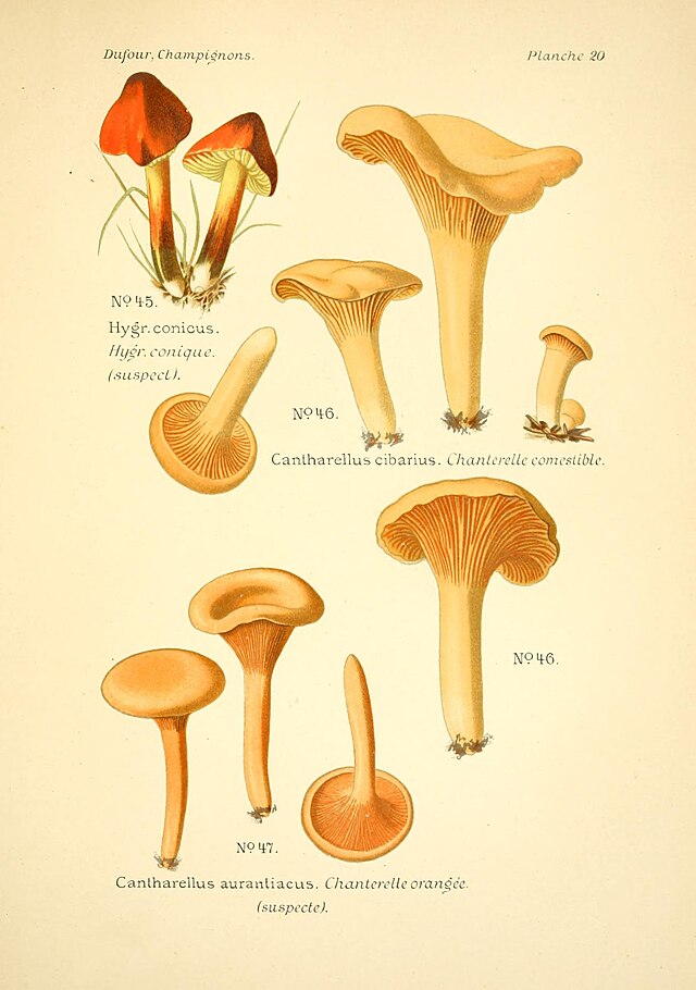 Herfstklussen in de voedseltuin (2025)