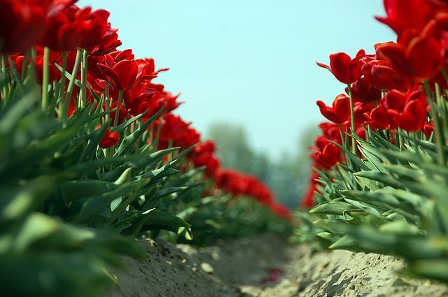 Tulpendag