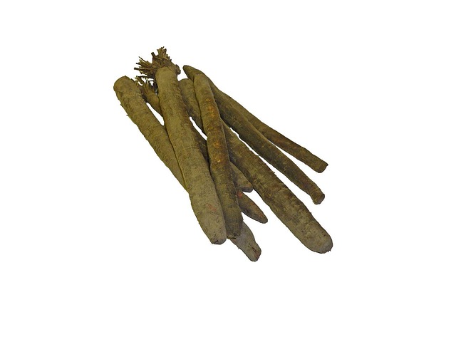 Grote schorseneer – Scorzonera hispanica