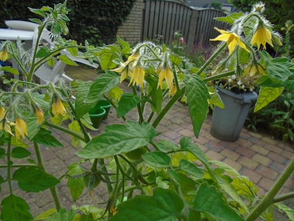 Tomaat – Solanum lycopersicum