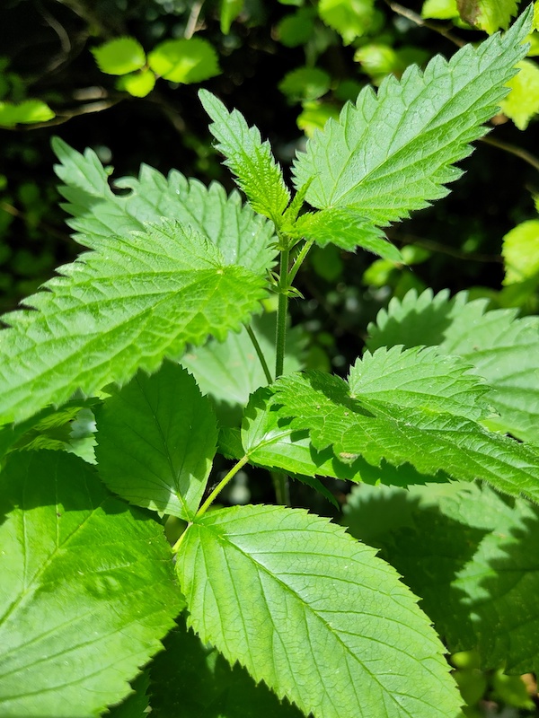 Grote brandnetel – Urtica Dioica