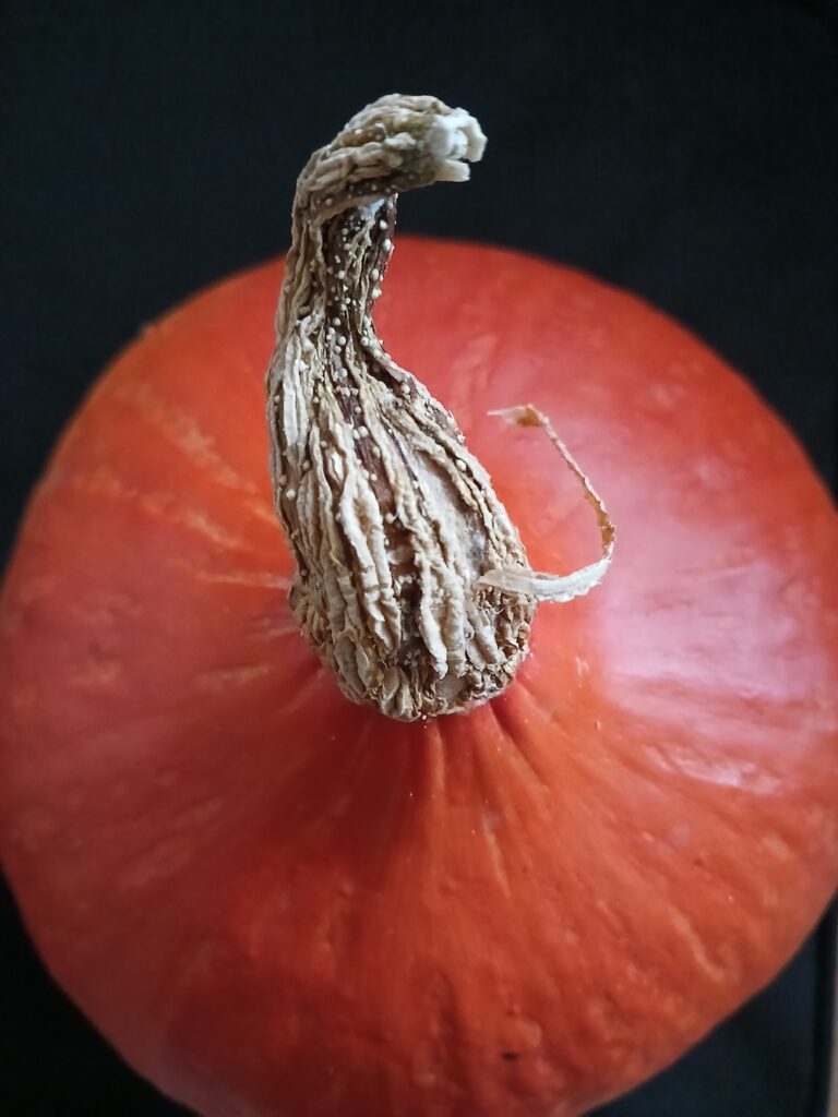 Herfstklussen in de voedseltuin (2024)