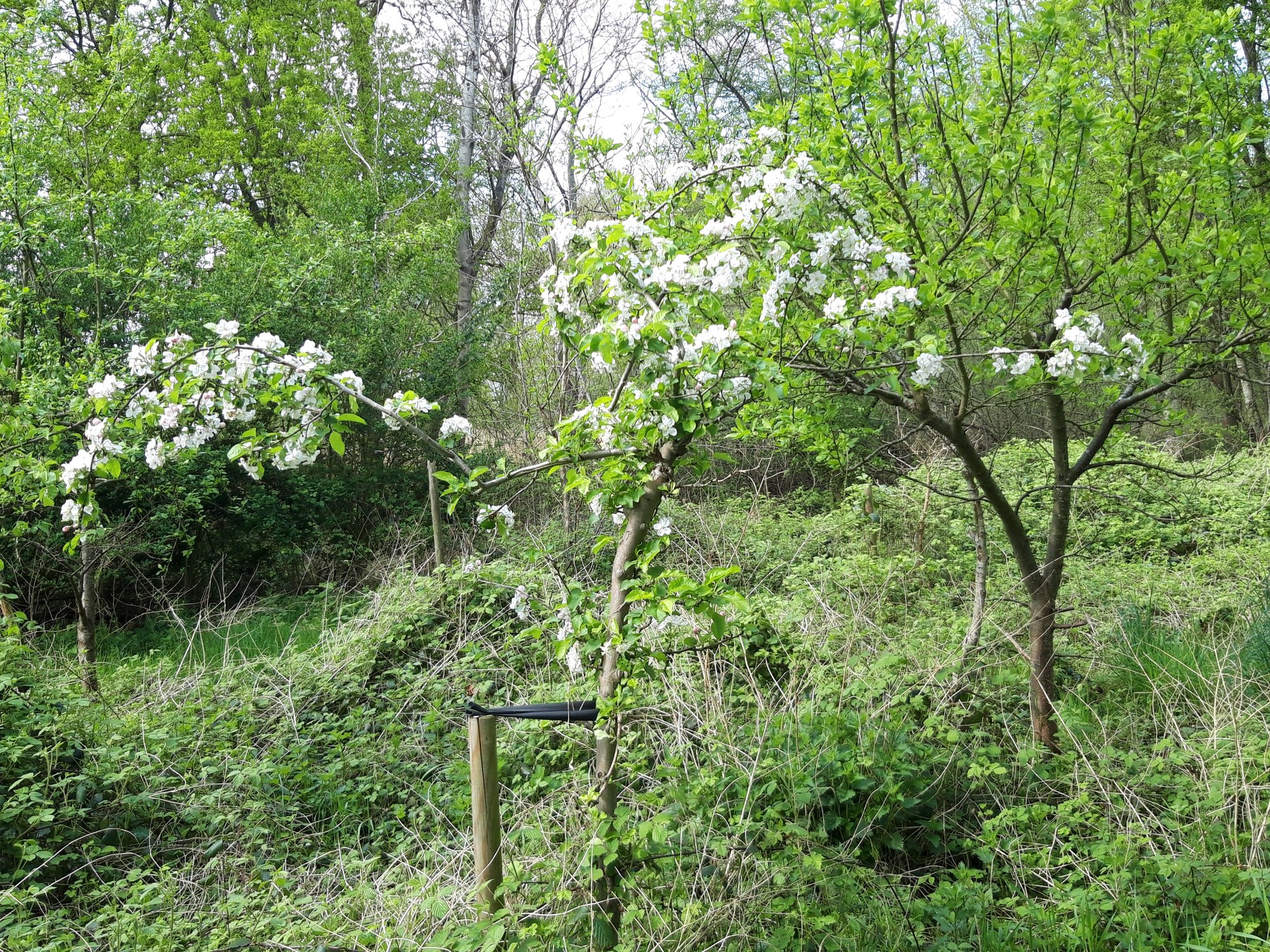 Een bloeiende fruitboom in voedselbos Gelôk en Plôk