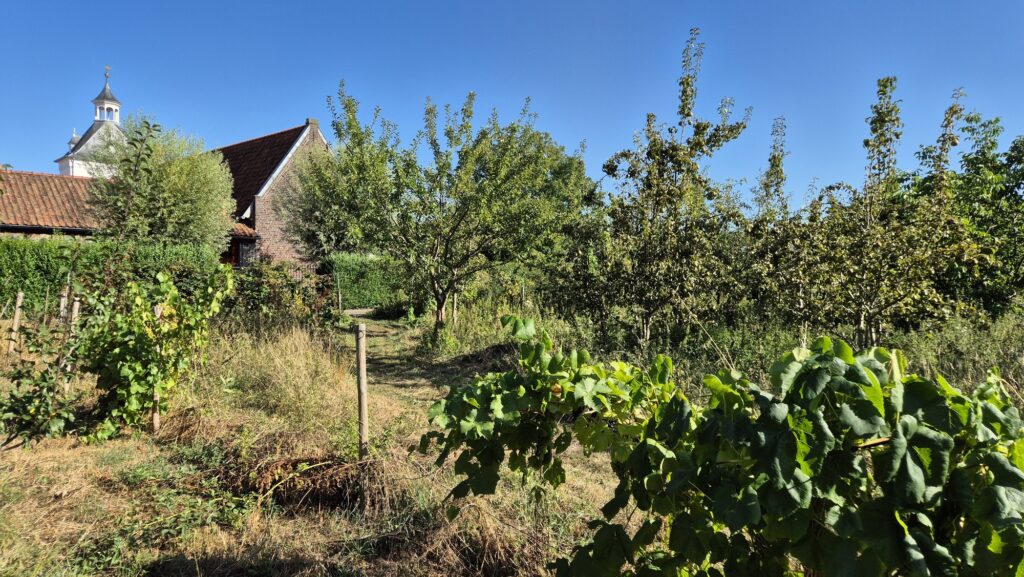 Fruitbomen van Voedselbos de Groene Borg met d'n Arenborg op de achtergrond