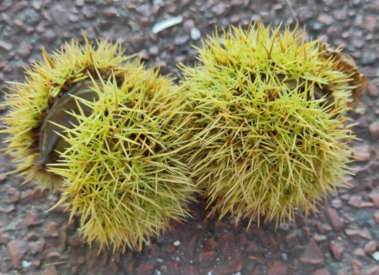 Tamme kastanje – Castanea sativa