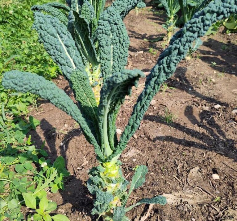 Palmkool – Brassica oleracea var. palmifolia