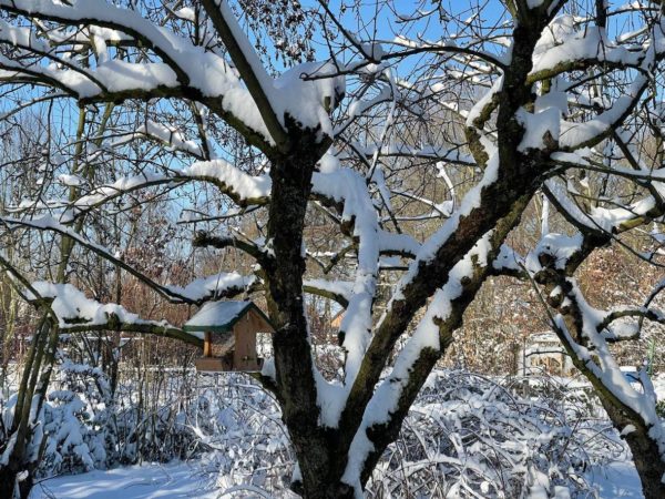 Veel kant-en-klaar vogelvoer bevat giftige stoffen